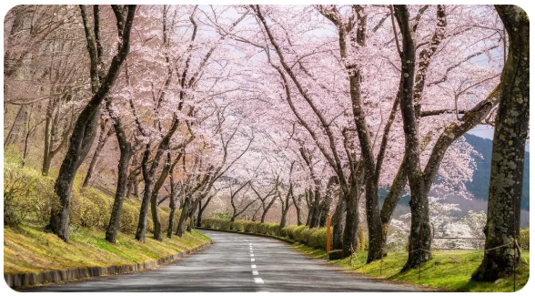 日本语言学校25年4月生，这几所招满了！